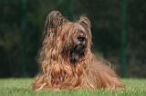 BRIARD 173